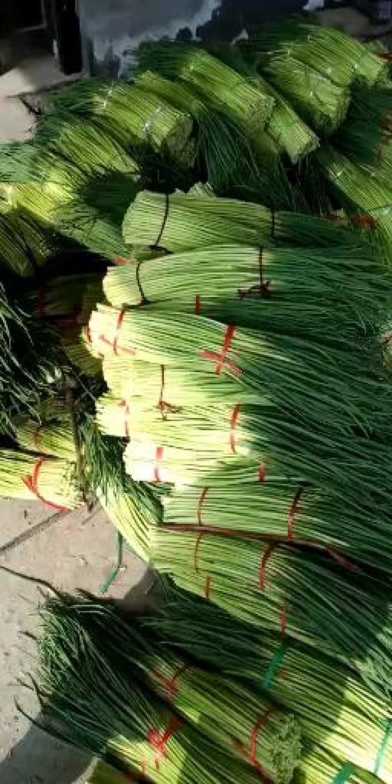 淮阳蒜苔【红帽蒜薹】干苔对接各大市场，商超，电商及入库客