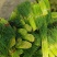 淮阳蒜苔【红帽蒜薹】干苔对接各大市场，商超，电商及入库客