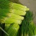 淮阳蒜苔【红帽蒜薹】干苔对接各大市场，商超，电商及入库客