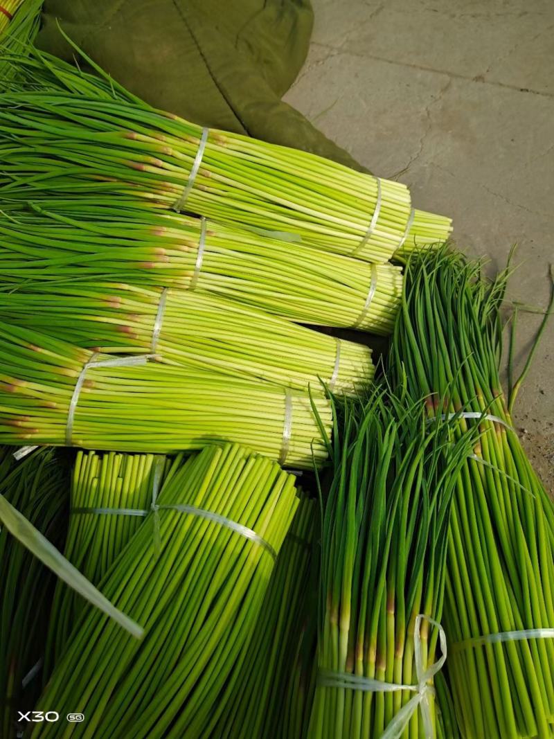 淮阳蒜苔【红帽蒜薹】干苔对接各大市场，商超，电商及入库客