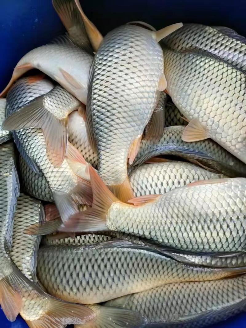 徐州鲤鱼苗塘口现货，量大从优质量保证抗病能力强成活率高