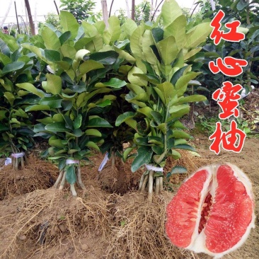 红肉蜜柚苗（红心蜜柚苗）健康壮苗量大从优货源充足
