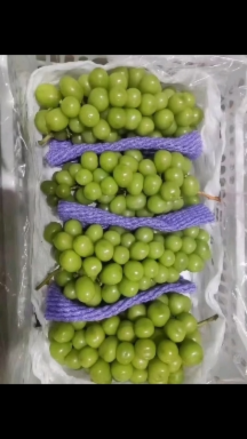 阳光玫瑰葡萄批发，阳光玫瑰葡萄价格，阳光玫瑰葡萄产地