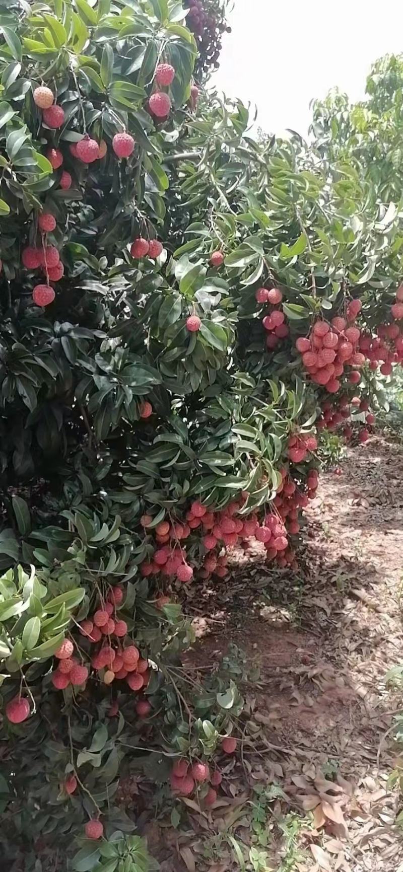 桂味荔枝仙进奉苗大量供应量大从优品质保证