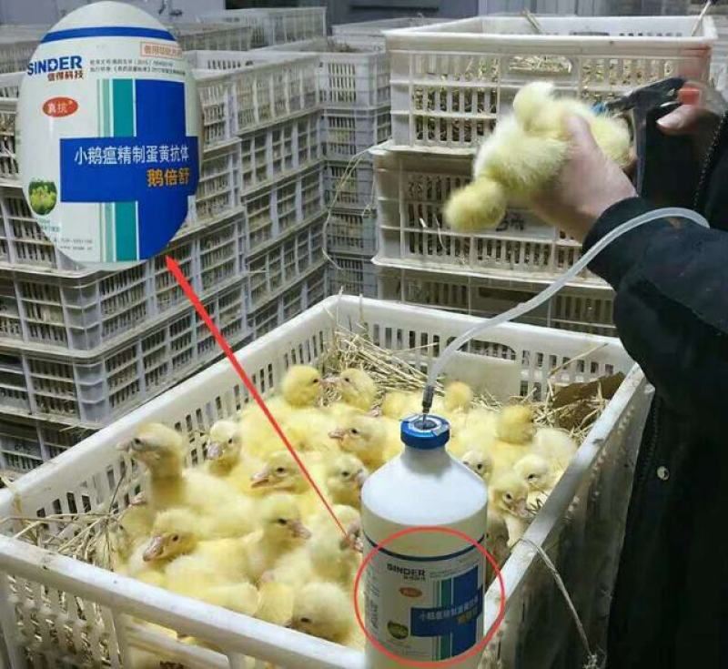 ；常年有货包打疫
