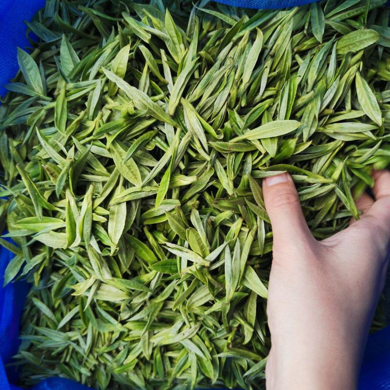 湘西黄金茶