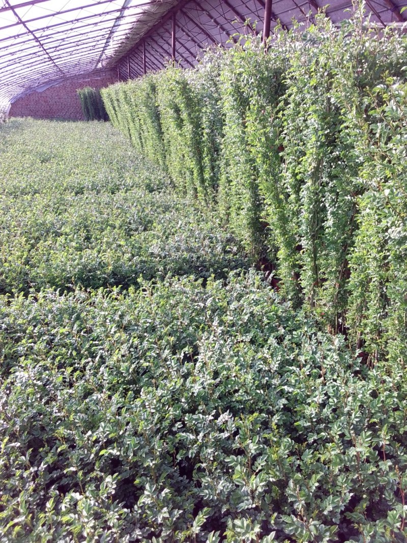 这是市场卖的红花蔷微，家庭种植不错的选择，开花爆满芳香