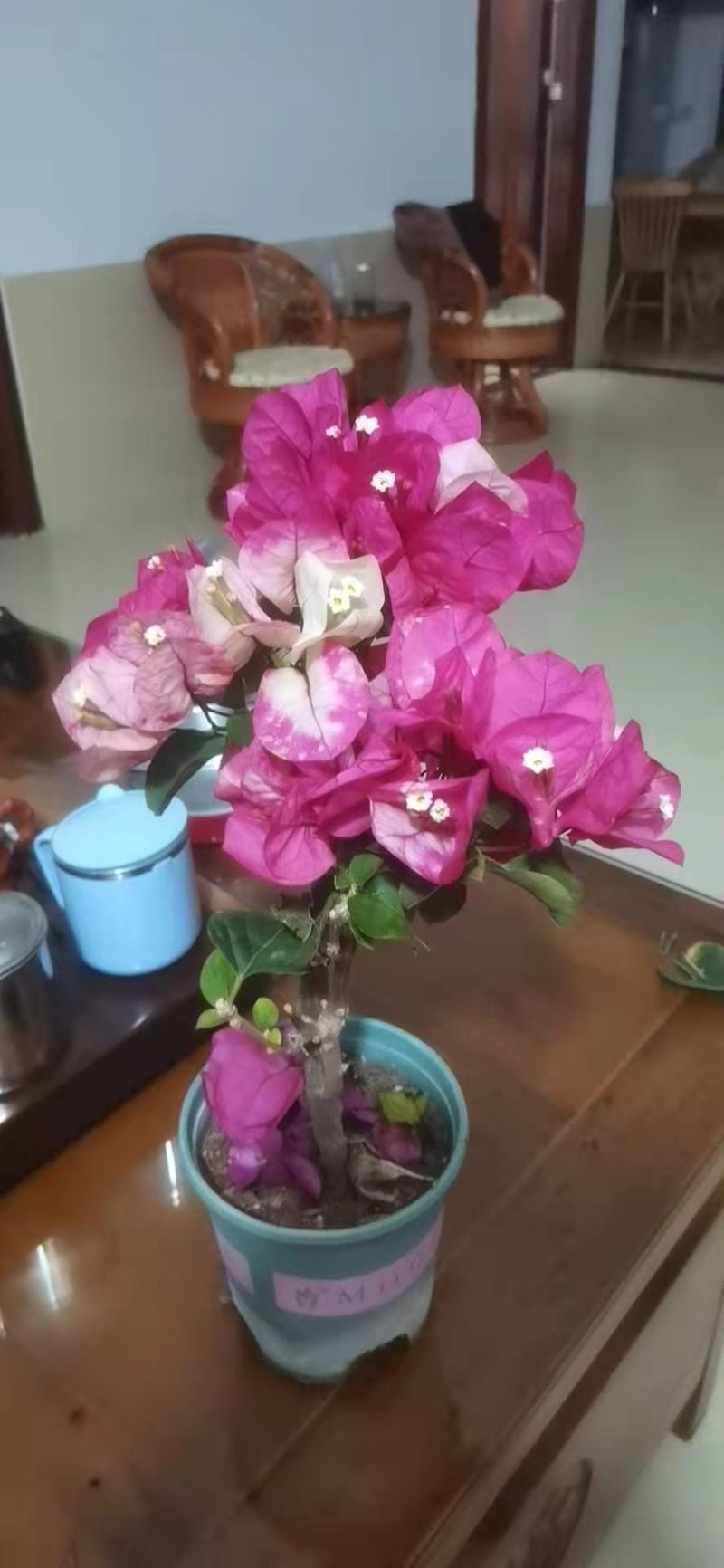 加仑杯三角梅福建四海园花卉基地直销大量供应