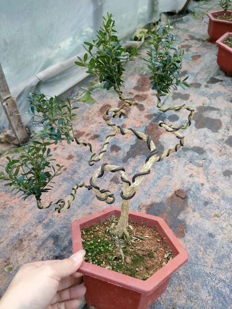 迷你造型黄杨，福建四海园花卉基地直销大量供