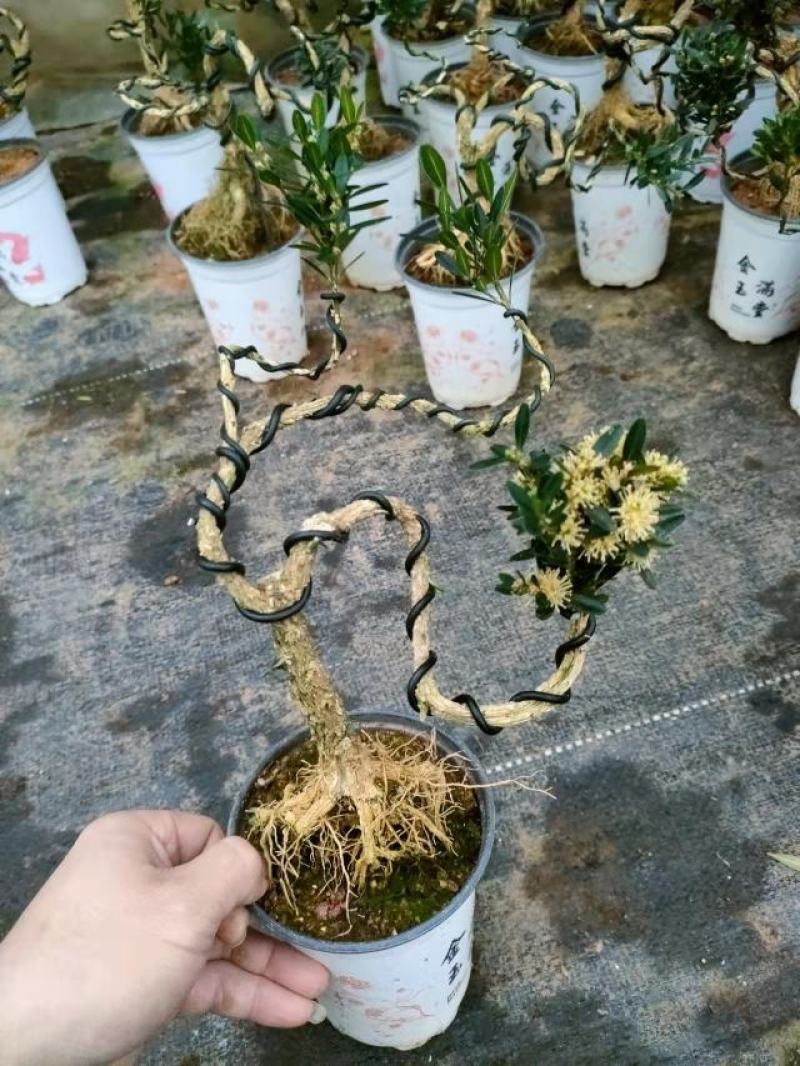 迷你造型黄杨，福建四海园花卉基地直销大量供