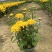 清明菊花大量供应，福建四海园花卉基地直销大量供