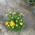 清明菊花大量供应，福建四海园花卉基地直销大量供