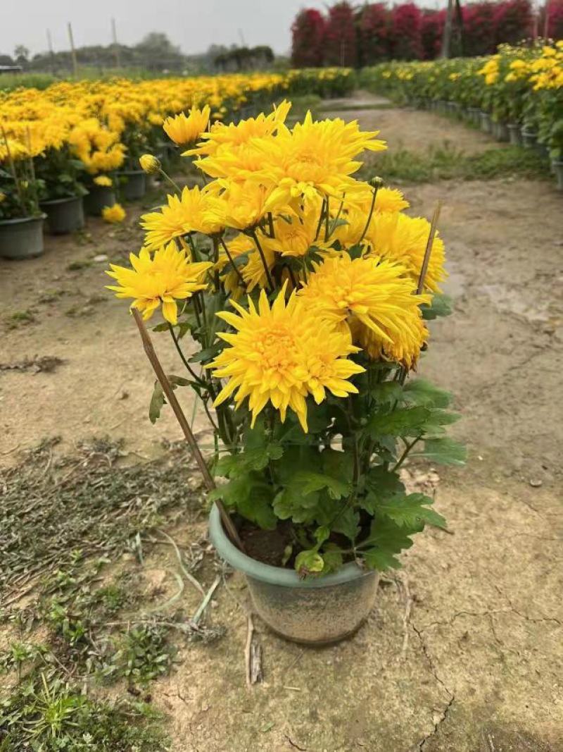 清明菊花大量供应，福建四海园花卉基地直销大量供