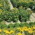 清明菊花大量供应，福建四海园花卉基地直销大量供