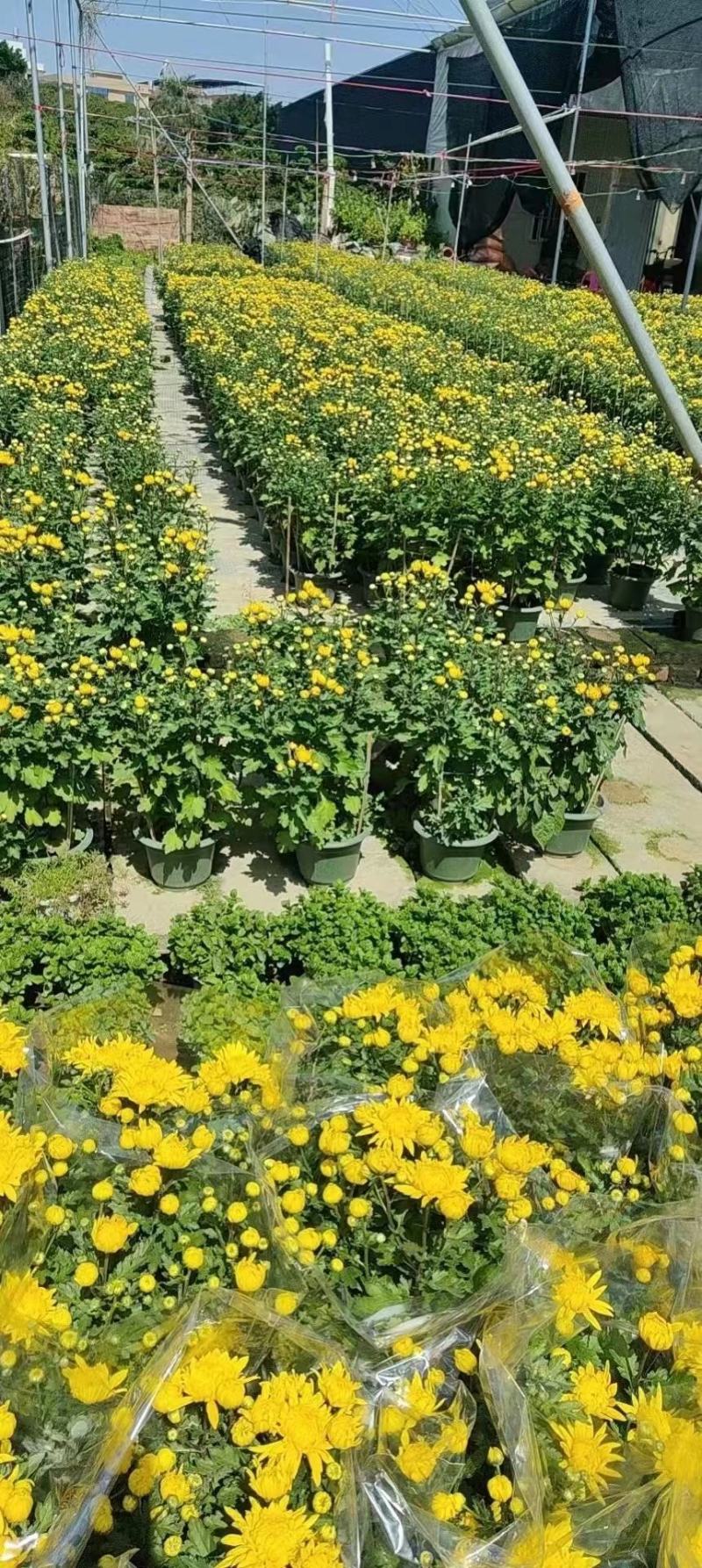 清明菊花大量供应，福建四海园花卉基地直销大量供