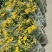 清明菊花大量供应，福建四海园花卉基地直销大量供