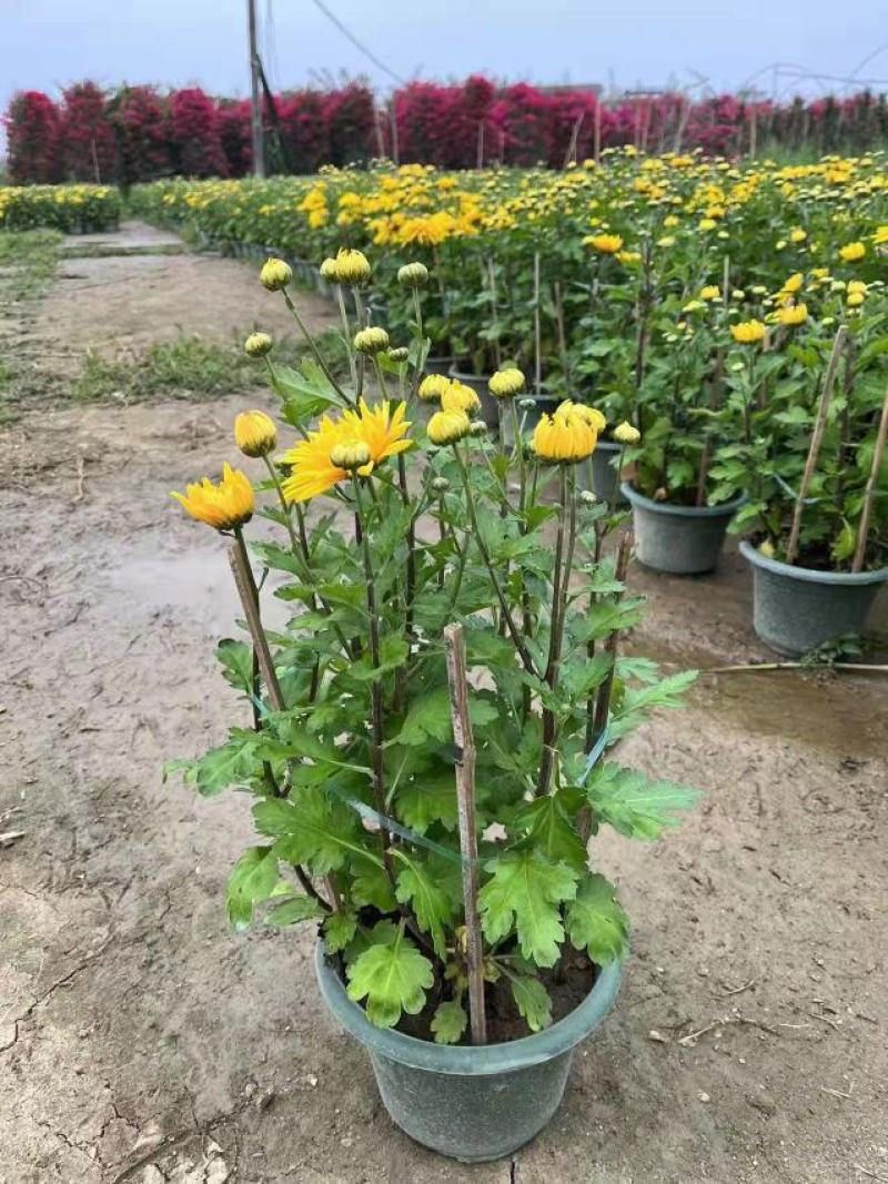 清明菊花大量供应，福建四海园花卉基地直销大量供