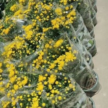 清明菊花大量供应，福建四海园花卉基地直销大量供