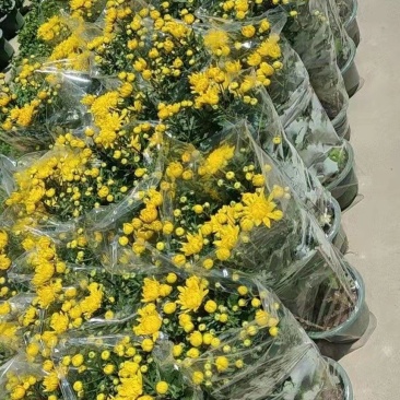 清明菊花大量供应，福建四海园花卉基地直销大量供