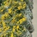 清明菊花大量供应，福建四海园花卉基地直销大量供