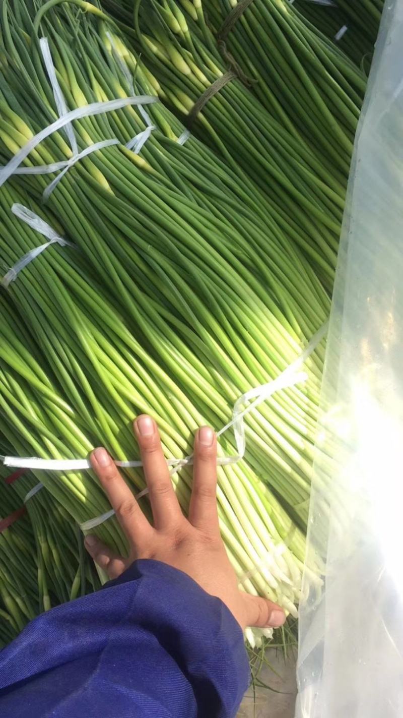 淮阳新鲜优质【白帽蒜薹】实力专业诚信代办大量供应蒜苔