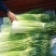 淮阳新鲜优质【白帽蒜薹】实力专业诚信代办大量供应蒜苔