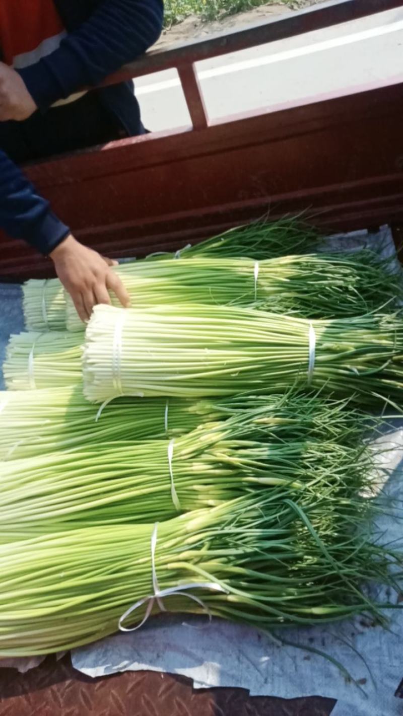 淮阳新鲜优质【白帽蒜薹】实力专业诚信代办大量供应蒜苔