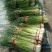 淮阳新鲜优质【白帽蒜薹】实力专业诚信代办大量供应蒜苔