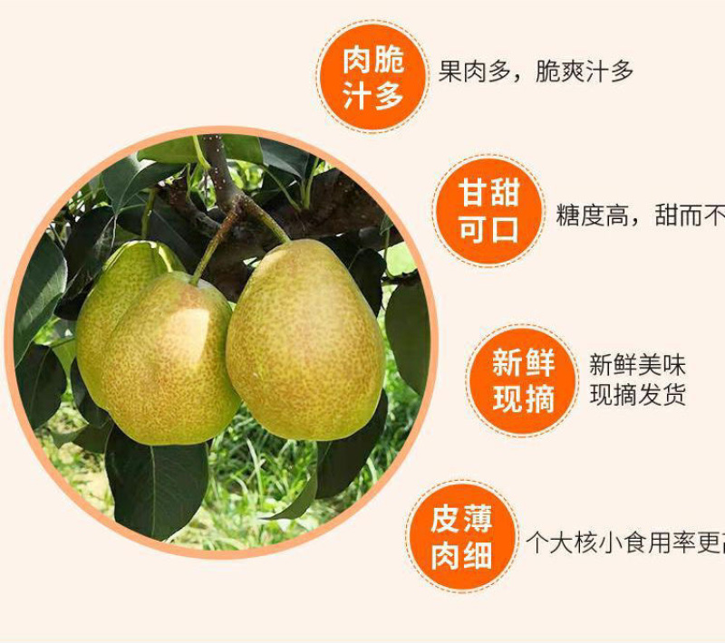 2022年新款：红香酥梨🍐脆甜可口，甜水分充足、