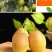 2022年新款：红香酥梨🍐脆甜可口，甜水分充足、