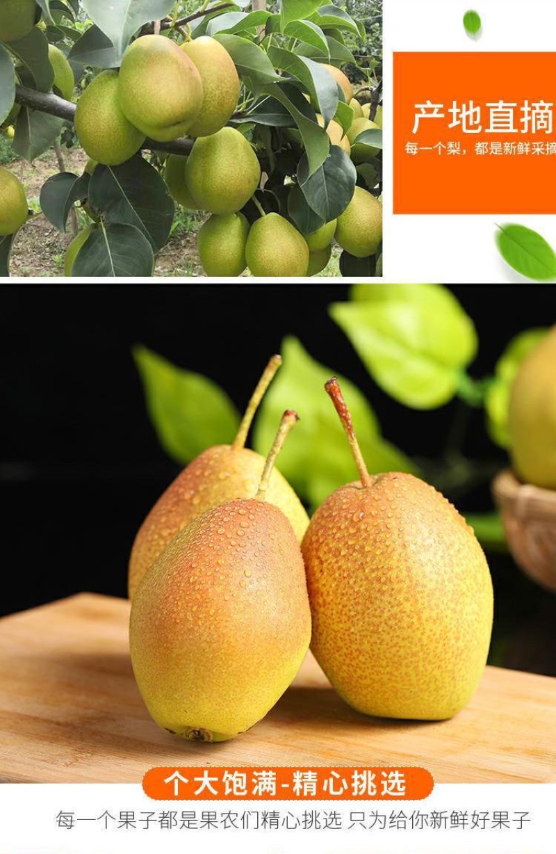 2022年新款：红香酥梨🍐脆甜可口，甜水分充足、