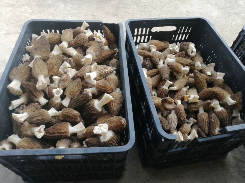 羊肚菌鲜美味美肉厚菌中之首看上的联系哦！