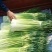 淮阳新鲜优质【白帽蒜薹】实力专业诚信代办大量供应蒜苔