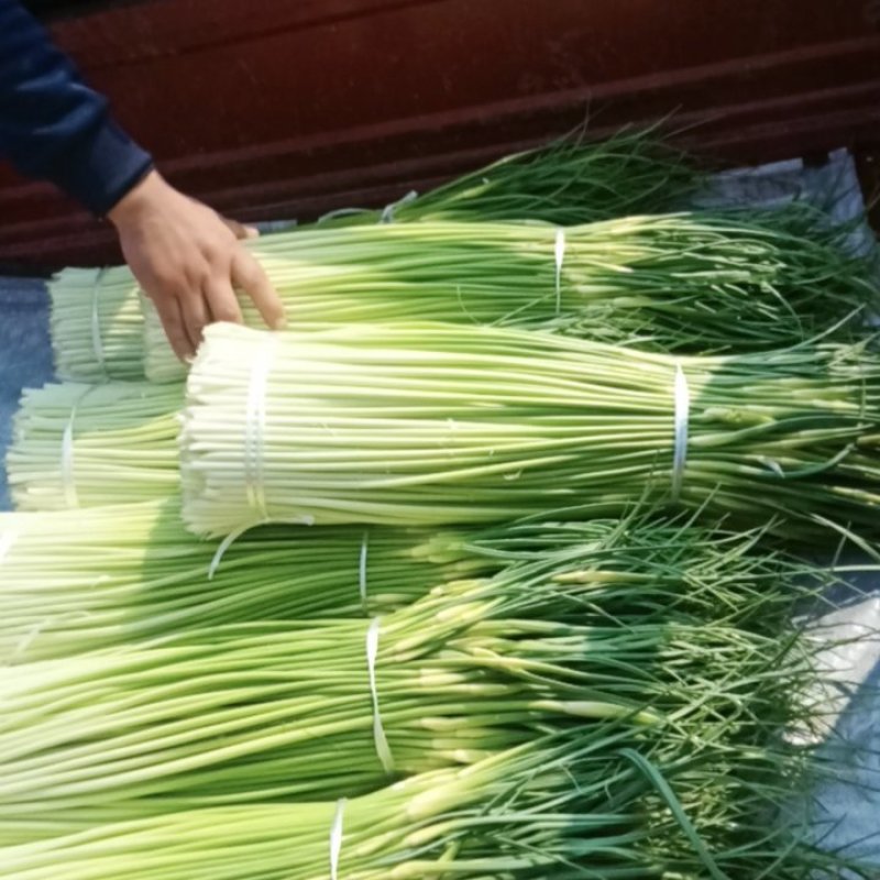淮阳新鲜优质【白帽蒜薹】实力专业诚信代办大量供应蒜苔