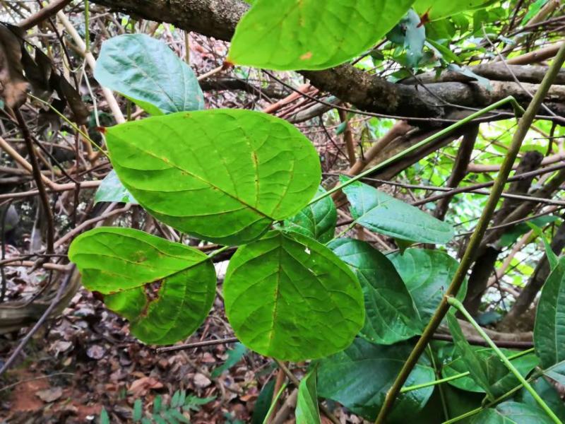 广西大山野生药材鸡血藤大血藤血藤干片