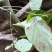 广西大山野生药材鸡血藤大血藤血藤干片