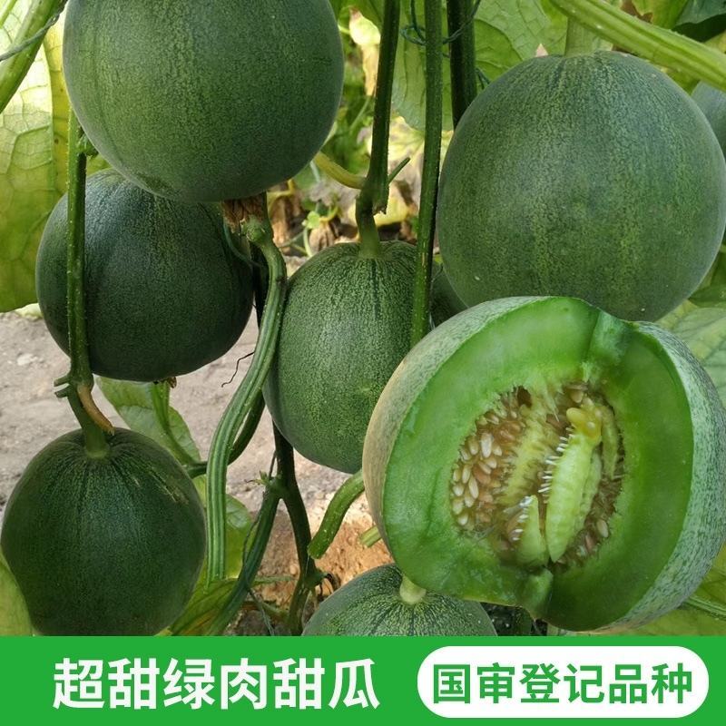 绿美王子薄皮甜瓜种子耐裂香味浓早熟高产香瓜香瓜种籽