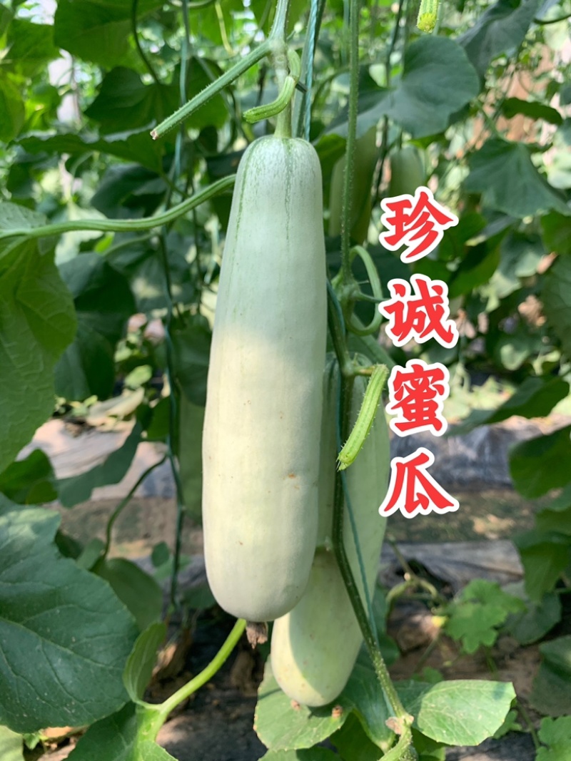 【专业供应】百万亩博洋61甜瓜大量上市专业供应诚信代收