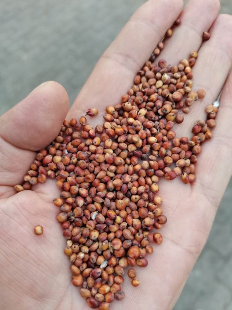 高粱红高粱酿酒鸽粱厂家直销质量保证量大优惠