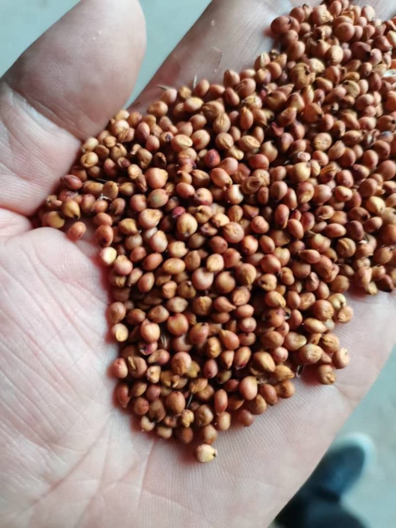 高粱红高粱酿酒鸽粱厂家直销质量保证量大优惠