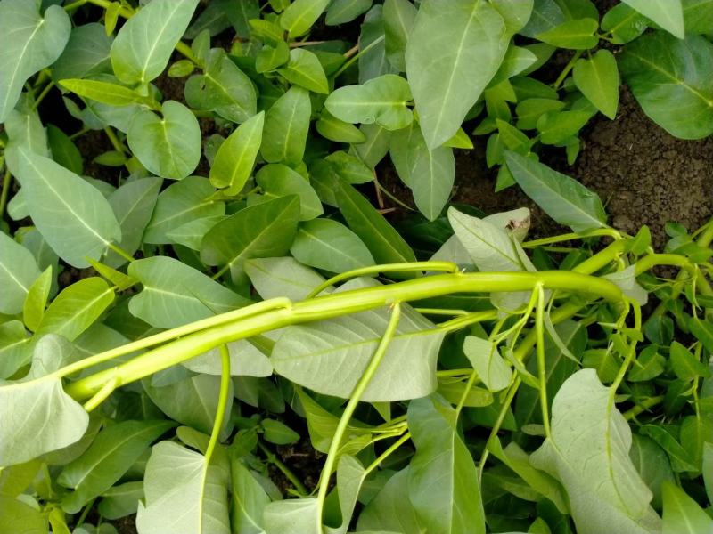 正宗老藤育种空心菜苗藤藤菜苗成都苗子蕹菜苗