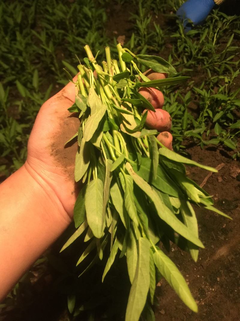 正宗老藤育种空心菜苗藤藤菜苗成都苗子蕹菜苗