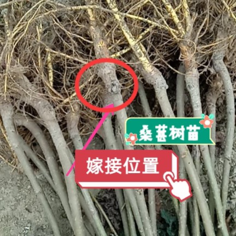 果桑苗无籽大十嫁接苗（汁多口感好甜度高）包对版包技术