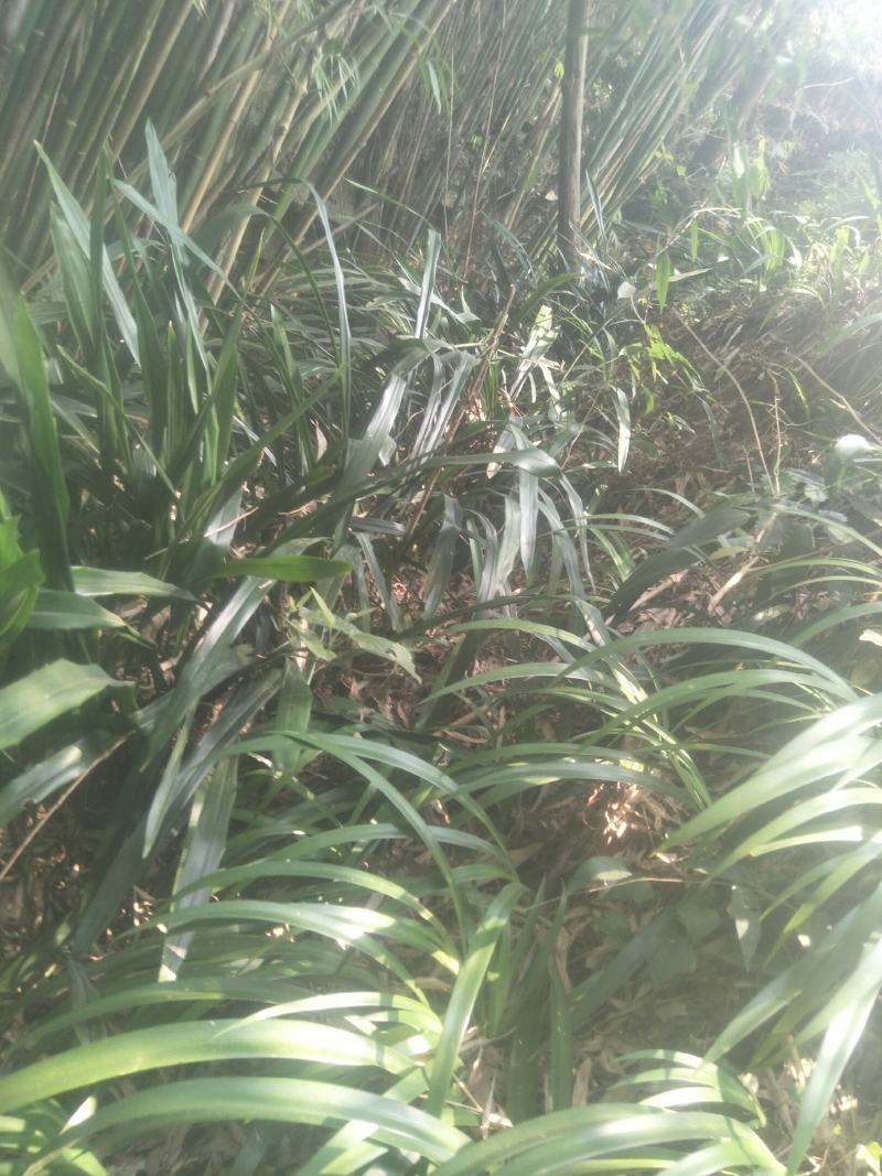 野生一叶兰，蜘蛛抱蛋，野自然生长，四季常绿，可盆景，绿化