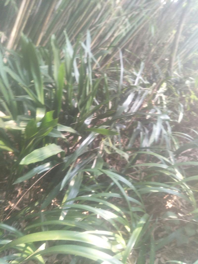 野生一叶兰，蜘蛛抱蛋，野自然生长，四季常绿，可盆景，绿化