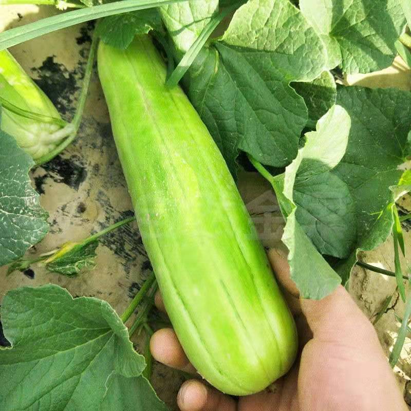 青龙菜瓜种子脆瓜种子汁多味清香生食凉拌腌制水果蔬菜种子