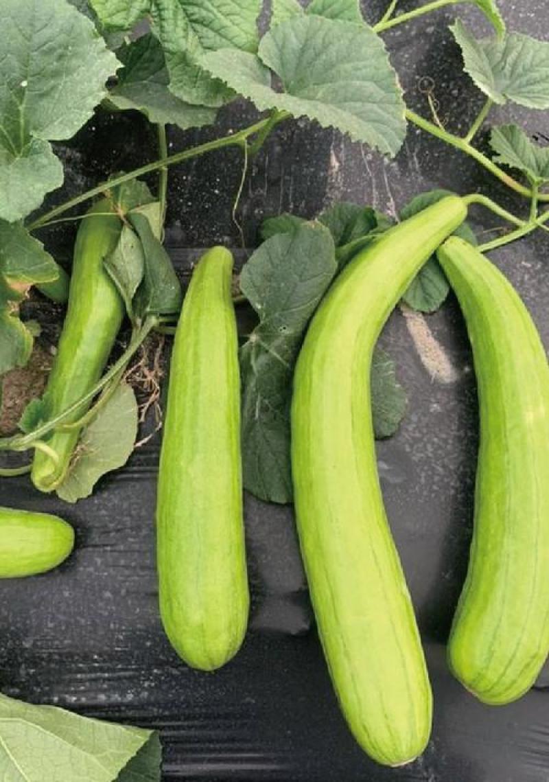 青龙菜瓜种子脆瓜种子汁多味清香生食凉拌腌制水果蔬菜种子