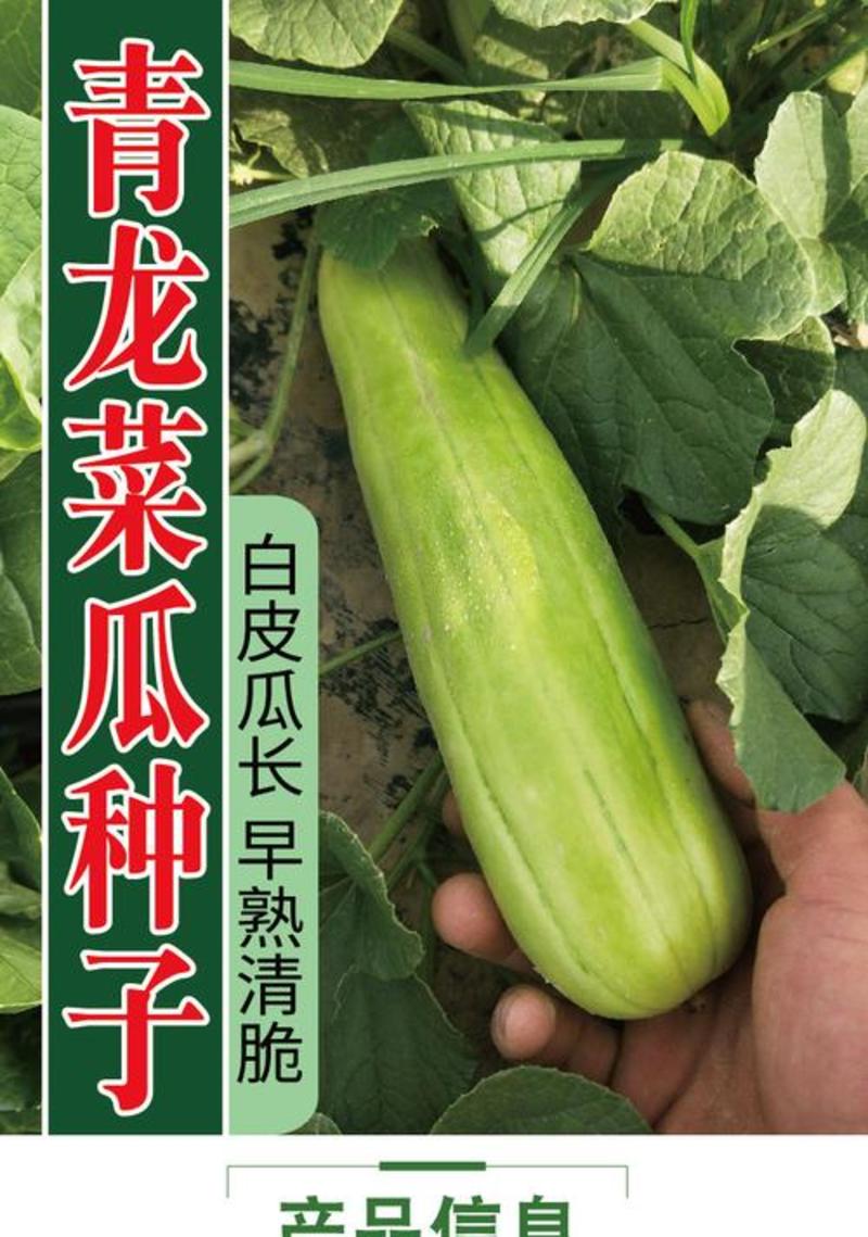 青龙菜瓜种子脆瓜种子汁多味清香生食凉拌腌制水果蔬菜种子