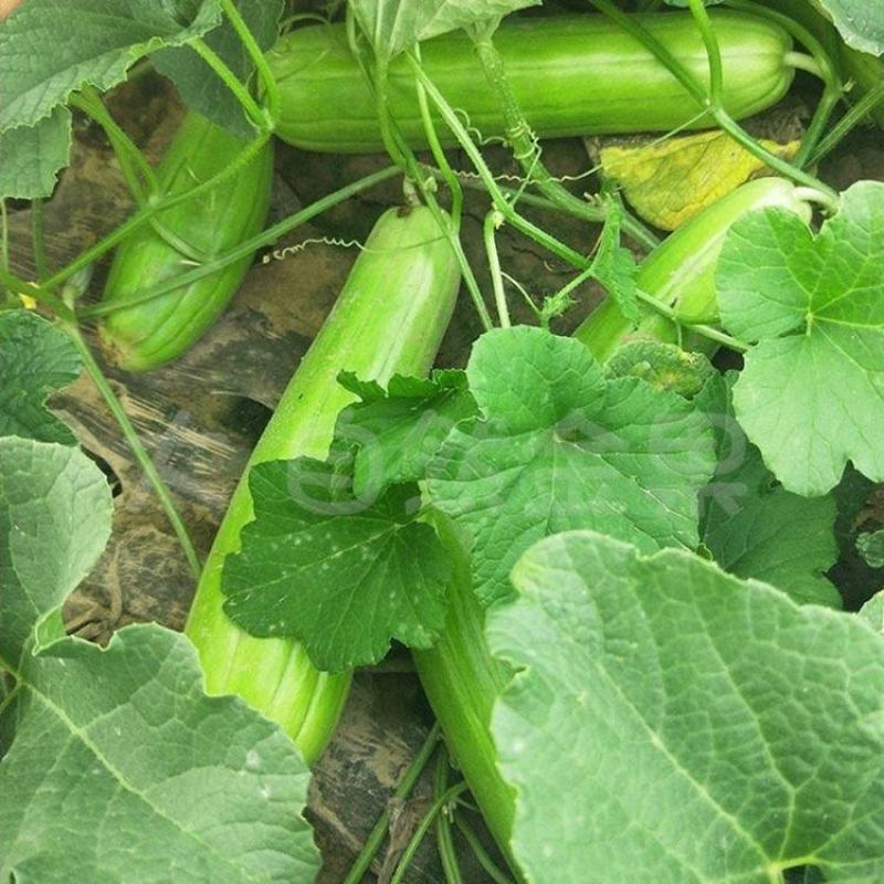 青龙菜瓜种子脆瓜种子汁多味清香生食凉拌腌制水果蔬菜种子
