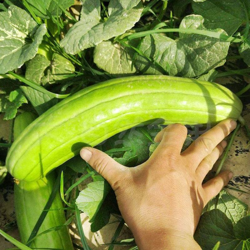 青龙菜瓜种子脆瓜种子汁多味清香生食凉拌腌制水果蔬菜种子